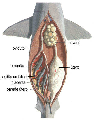 alimento da circulação sanguínea da mãe