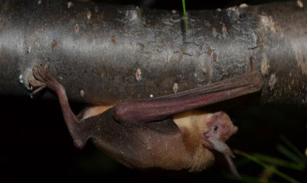 Introdução Quiropterofauna na Caatinga Morcegos desempenham processos ecológicos chaves na paisagem. Dispersão de sementes, polinização e controle de populações de invertebrados e vertebrados.