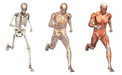 normalmente, fixados aos ossos Funções do Sistema Muscular CONTRAÇÃO MUSCULAR Produz