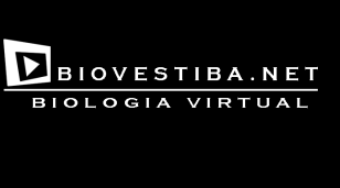 Fibroblastos: sintetizam as fibras (fibrócitos); Macrófagos: defesa fagocitose; Mastócitos: heparina (anticoagulante) e histamina (reação alérgica); Plasmócitos: produção de anticorpos; Adipócitos: