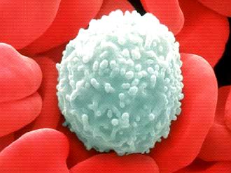 Células anucleadas bicôncavas; Eritropoese medula óssea vermelha: o Diminuição de tamanho; o Produção de hemoglobina; o Perda de organelas e do núcleo.
