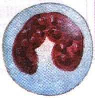 Origem: o Medula óssea vermelha granulócitos; o Gânglios linfáticos agranulócitos. Função defesa / invasão de organismos estranhos; Diapedese; Fagocitose.