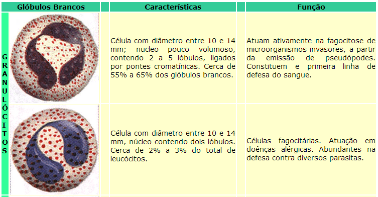 Neutrófilos Eosinófilos