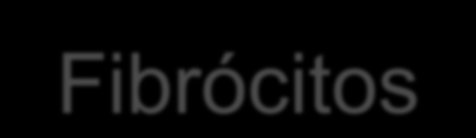 Fibrócitos Células metabolicamente quiescentes Menores e mais
