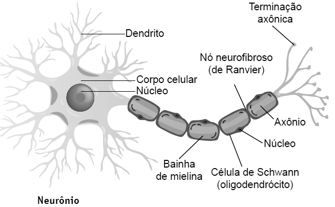 8ª série / 9º ano U. E. 14 Sistema nervoso O cérebro, a medula e os nervos são os principais órgãos que formam o sistema nervoso.