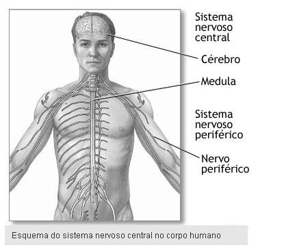 Sistema nervoso periférico e autônomo O Sistema Nervoso Periférico é constituído pelos nervos e gânglios nervosos e sua função é conectar o sistema nervoso central às diversas partes do corpo humano.