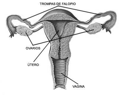 e no desenvolvimento do corpo. Os hormônios produzidos por essas glândulas são denominados hormônios sexuais. Testículos Produzem o hormônio testosterona.