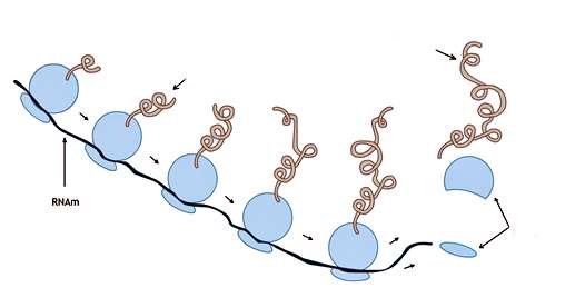 Constituição: proteínas e RNA ribossômico (RNAr) Função: Síntese proteica