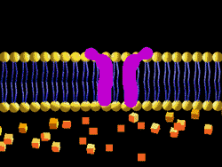 Na difusão facilitada, enzimas presentes na membrana plasmática, as permeases, alteram as