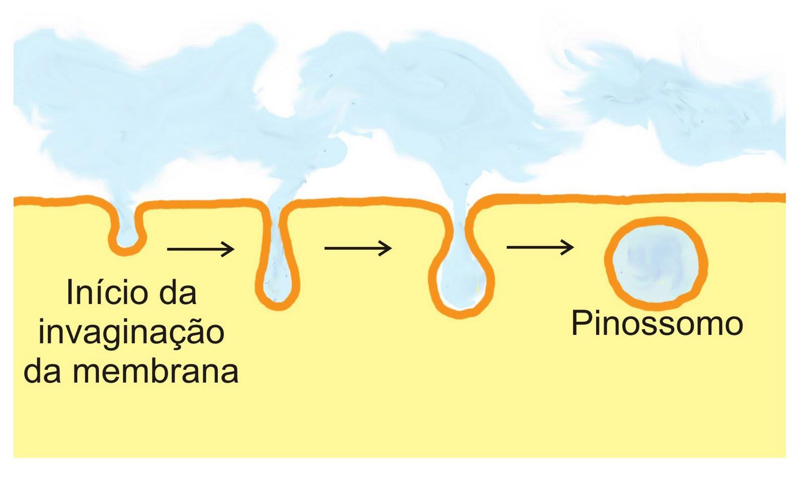 A pinocitose é o processo que as células realizam para ingerir