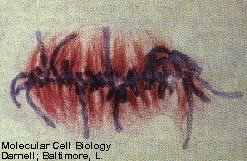 CICLO CELULAR Interfase e Mitose Metáfase