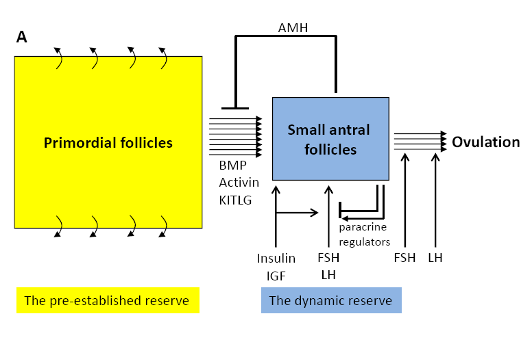 2 VIAS DE CONTROLE: BMP/AMH/SMADs PTEN/PI3K/PDPK1/AKT1 Restringe a ativação folicular e modula seu desenvolvimento.