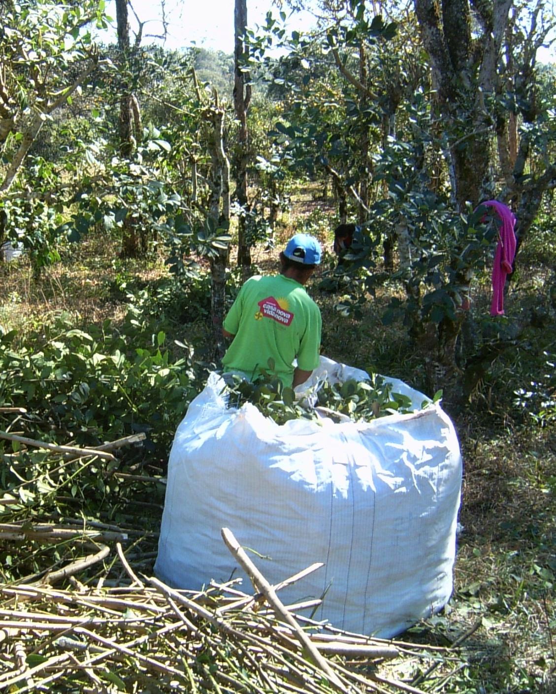 MANEJO FLORESTAL SUSTENTÁVEL MATE -