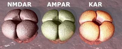 metabotrópicos RECEPTOR IONOTRÓPICO