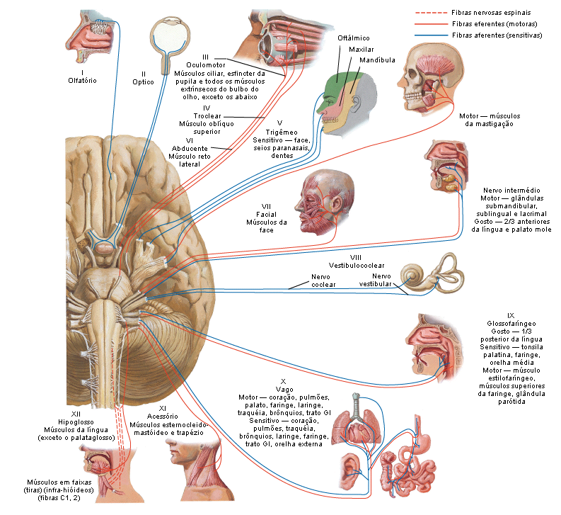 Figura: