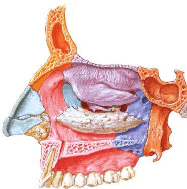 Paredes e Limites da Fossa Nasal
