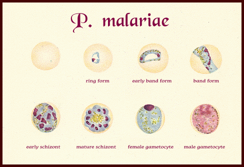 P. malariae e P.