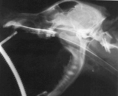 Projeção lateral do crânio de gato Posicionamento