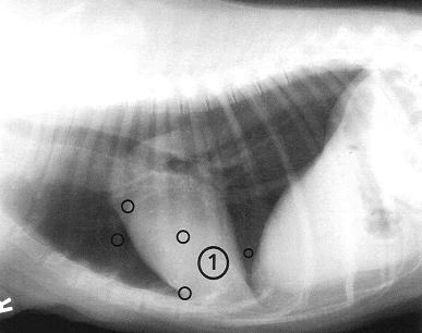 Tórax de Collie com calcificação heterotrófica em pulmões Nas raças de tórax mais