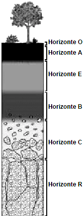 Questão 23) Observe a figura. O horizonte A do solo evoluído, mostrado na figura, caracteriza-se por apresentar a) argila e outras partículas finais lixiviadas pela água que percola no solo.