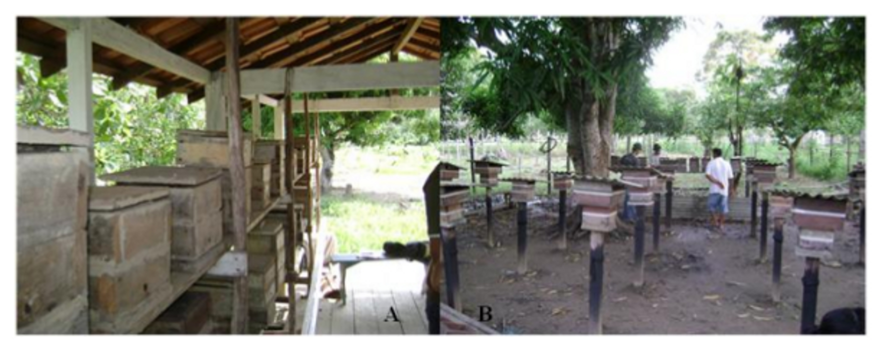 Meliponicultura em comunidades tradicionais equilíbrio dos ecossistemas.