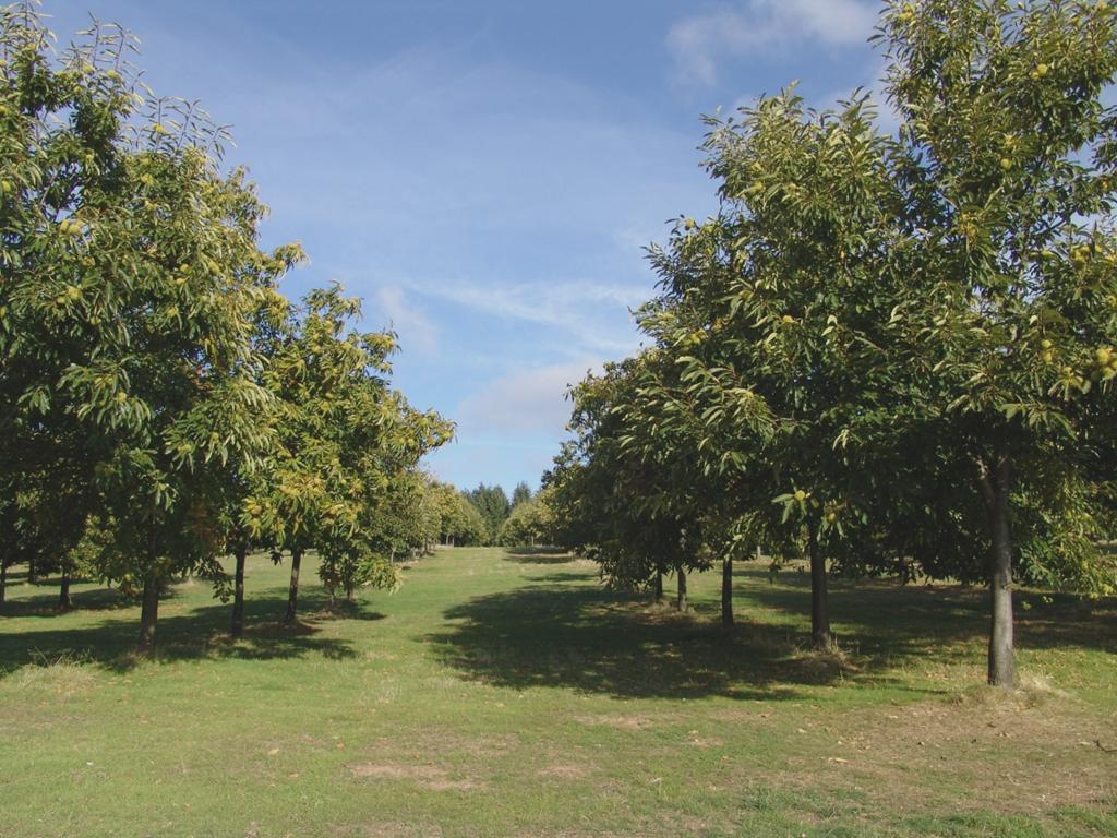 A Floresta é um recurso estratégico?