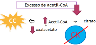 Produção de Corpos Cetônicos Oxidação de ácidos graxos insaturados UM COMBUSTÍVEL ALTERNATIVO PARA AS CÉLULAS A oxidação de ácidos graxos monoinsaturados, como o ácido oleico, requer uma enzima