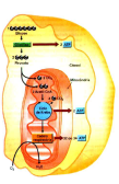 Biossíntese X Degradação Não é uma simples reversão: Ocorrem por vias totalmente diferentes; São catalisadas por um conjunto enzimático distinto; Ocorrem em compartimentos diferentes da célula