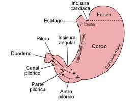 UNIVERSIDADE COMUNITÁRIA DA REGIÃO DE CHAPECÓ ÁREA DE CIÊNCIAS DA SAÚDE CURSO DE MEDICINA SAÚDE DO ADULTO E DO IDOSO III Nardeli Boufleur nardeli@unochapeco.edu.br EMENTA Ética.