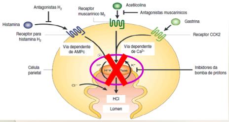 Efeitos endócrinos Cimetidina - pequena afinidade por receptores de andrógenos.