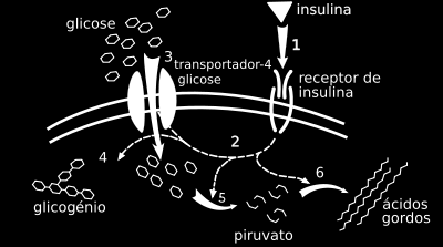 3. Pâncreas Glândula mista: função endócrina e exócrina Insulina produzido