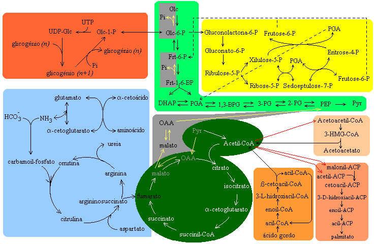 Glicogenólise Glicólise Vias das pentoses fosfato