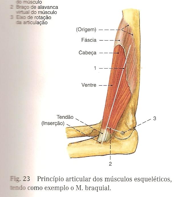 ORIGEM E