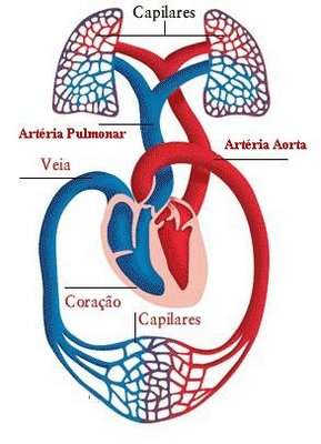 Pequena circulação Artéria pulmonar- sai do ventriculo direito até o