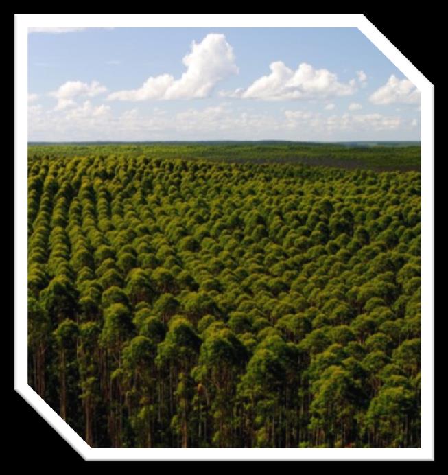 Estoques Florestais da Indústria do Aço Concluir, em até 4 anos (2016), o pleno atendimento de estoques florestais às respectivas demandas de produção por meio de plantio próprio ou plantio de