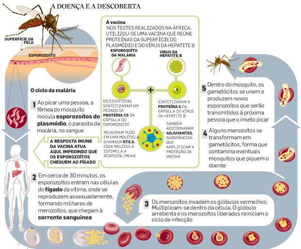 Ciclo da malária no homem Tratamento: medicamento/quinino, cloquina e mefloquina