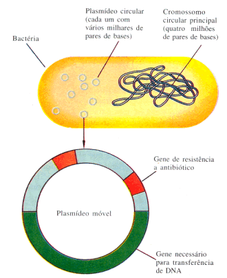 Elementos genéticos extracromossomais Plasmídios: Segmentos de DNA fita dupla, circulares;