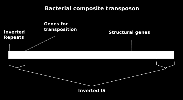 Elementos genéticos extracromossomais Transposons: também chamados genes saltadores ou sequências de inserção (IS), são elementos genéticos móveis que podem transferir DNA dentro de uma célula, de