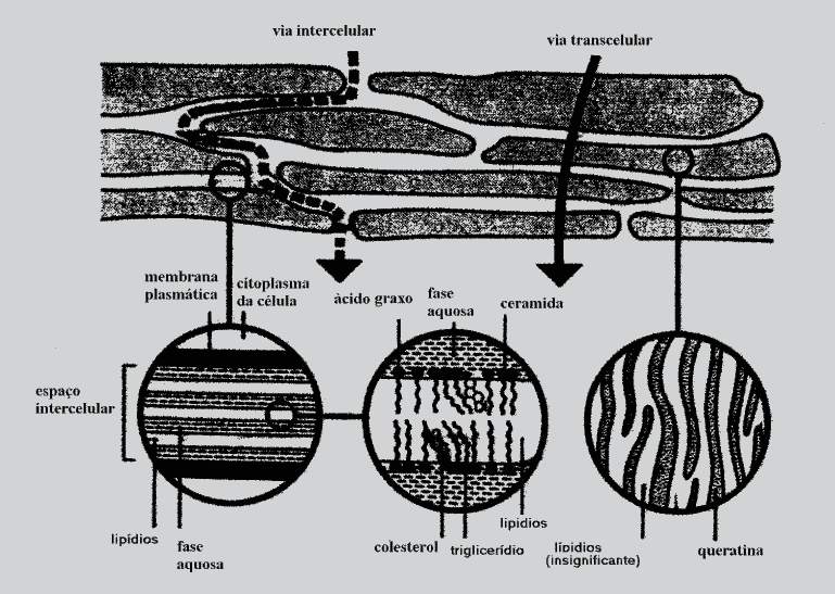 através dos corneócitos e da matriz lipídica intercelular via transcelular, e via