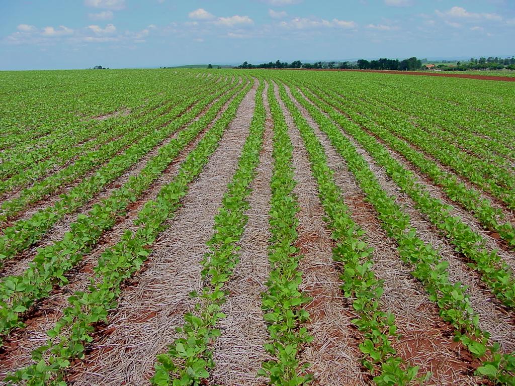 CRITÉRIO PARA O PLANEJAMENTO DA ADUBAÇÃO E MANEJO DE FERTILIZANTE Histórico de utilização da área agrícola Histórico de produtividade istema de cultivo adotado Culturas que compõem a rotação Clima