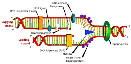 A replicação do DNA assegura que todas as células somáticas