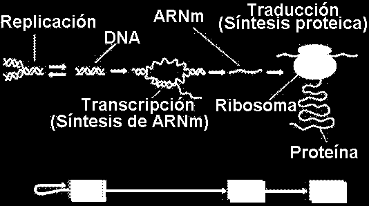 Dogma Central da Biologia Replicação DNA RNA Proteínas Transcrição Tradução Pouco depois de Watson e Crick terem publicado a estrutura da molécula do DNA, descreram a relação entre os ácidos