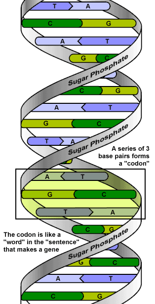 GENÉTICA BACTERIANA INTRODUÇÃO O DNA existe como uma hélice de fita dupla, mantidas pelo pareamento de bases nitrogenadas específicas (AT; CG).