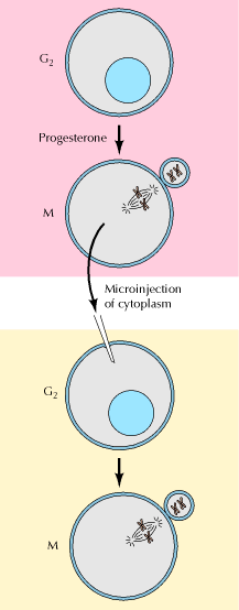 Identificação do MPF em Xenopus Oócitos de sapo são bloqueados na fase G2 e a entrada na fase M da meiose é desencadeada pelo hormônio