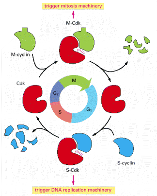 Uma Visão simplificada do centro de sistema de controle do ciclo celular