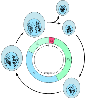 Fases do ciclo celular Pontos de controle Os processos essenciais do ciclo celular -tais como