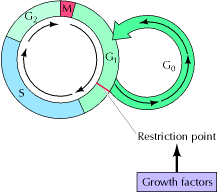 Regulação do ciclo celular pelo crescimento celular e sinais extracelulares Regulação pelos fatores de crescimento do ciclo celular das células animais EGF (fator de crescimento