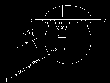 b) Apenas 2. c) Apenas 3. d) Apenas 1 e 2. e) 1,2 e 3. 6. (Ufrgs 2008) O esquema a seguir representa uma etapa do processo de tradução.