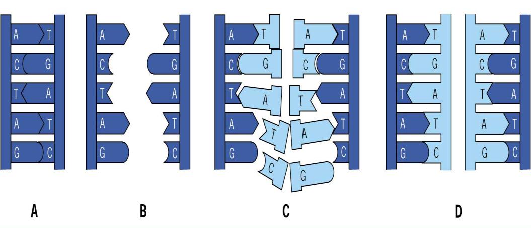 REPLICAÇÃO DO DNA É a única molécula capaz de