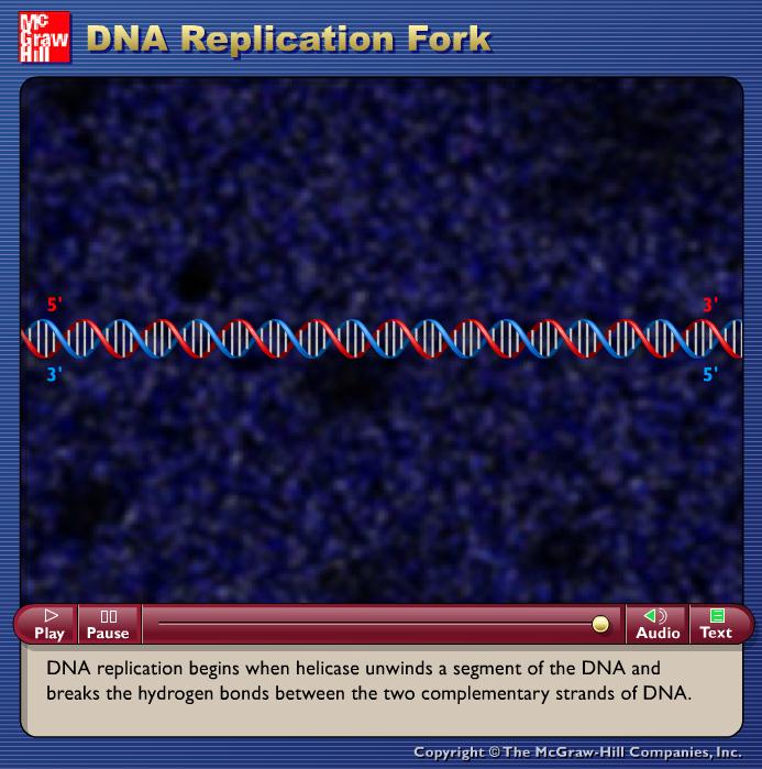 REPLICAÇÃO DO DNA É a única molécula capaz de sofrer replicação (autoduplicação).